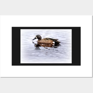 Blue-winged Teal Male by Debra Martz Posters and Art